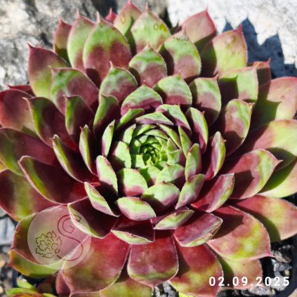 Untitled5 20250910170153