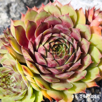 Untitled5 20250912191235