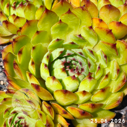 Sempervivum 'Carmen'