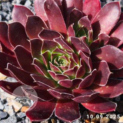 Jovibarba heuffelii 'Estellai'
