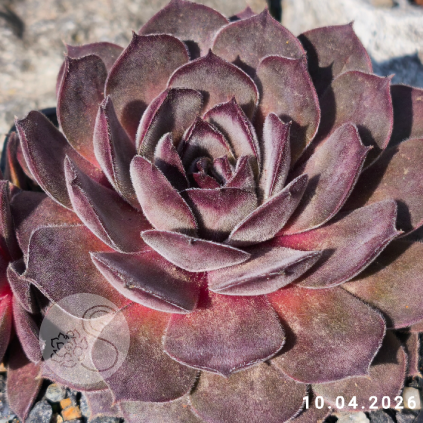 Sempervivum 'Aquila'