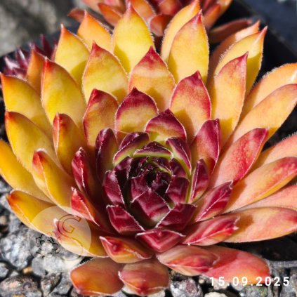 Untitled5 20250916230515