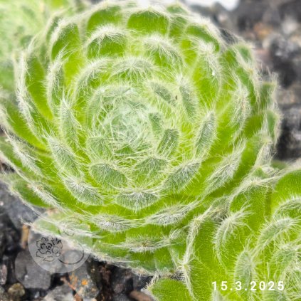 Sempervivum ciliosum 'Borisii'