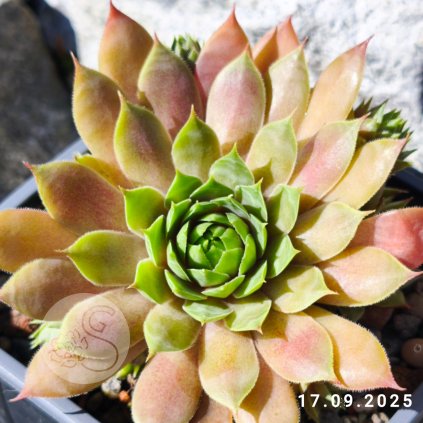 Sempervivum 'Poppy Heads'