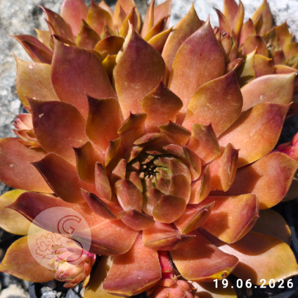 Sempervivum 'Goldmarie'