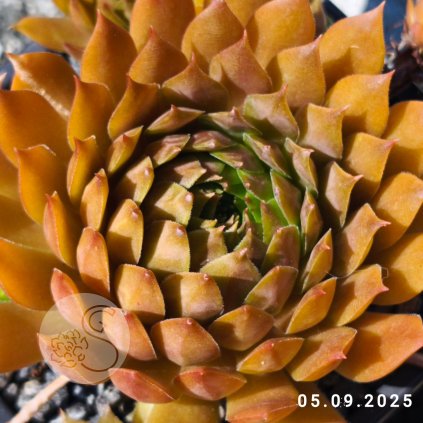 Untitled5 20250918164300