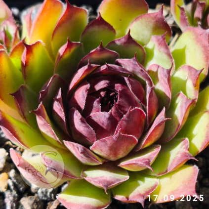 Sempervivum 'Sylvia'