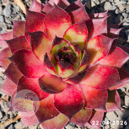 Sempervivum 'Sylvia'