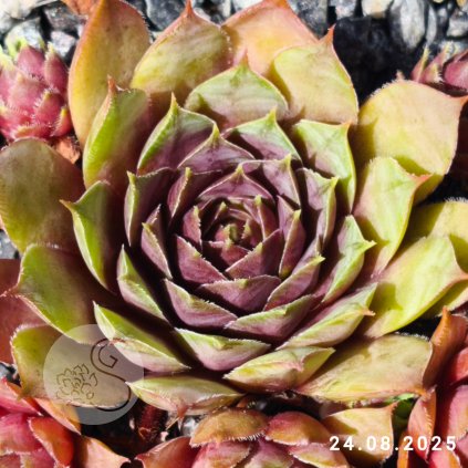 Sempervivum 'Forever Sam'