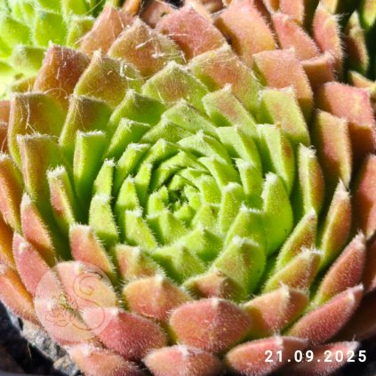 Sempervivum 'Georgette'