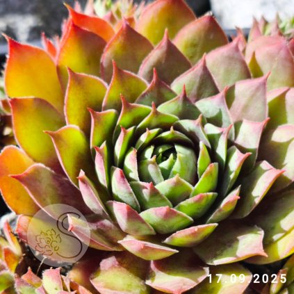 Sempervivum 'Jacky'