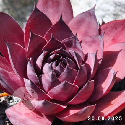 Sempervivum 'Big Purple Rose'