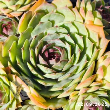 Sempervivum 'Pluto'
