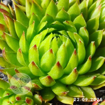 Jovibarba 'Gisela Völker'