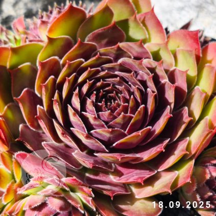 Sempervivum 'Hawaiki'