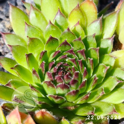 Sempervivum 'Kindingeri'