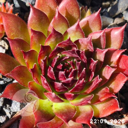 Sempervivum 'Marijke'