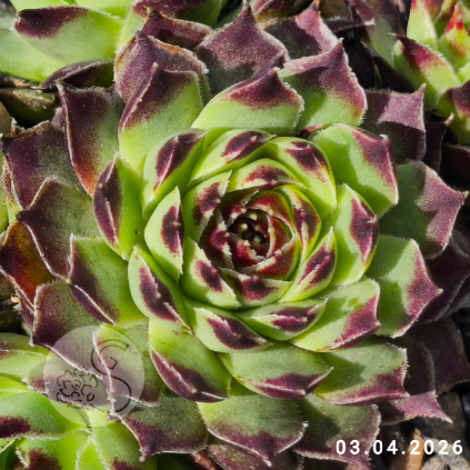 Sempervivum 'Irena'