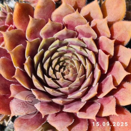 Untitled5 20250925072652