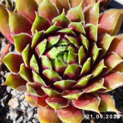 Sempervivum 'Karussell'