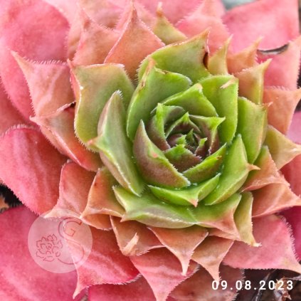 Sempervivum 'Popocatepetl'