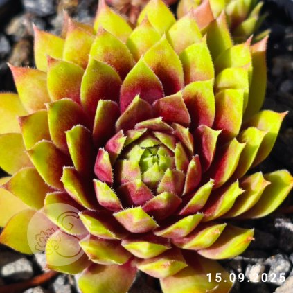 Sempervivum 'Zesty'