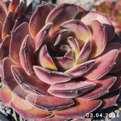 Sempervivum 'Schnuggel'