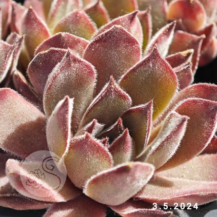 Sempervivum 'Aymon Correvon'