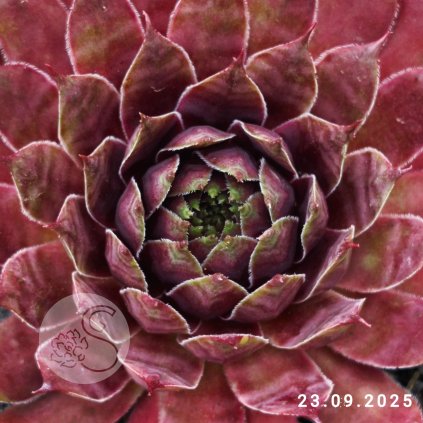 Untitled5 20250927173719