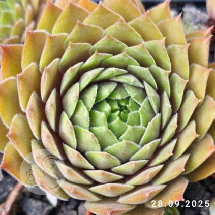 Sempervivum 'Zhane'