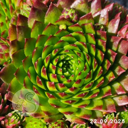 Untitled5 20250928215155