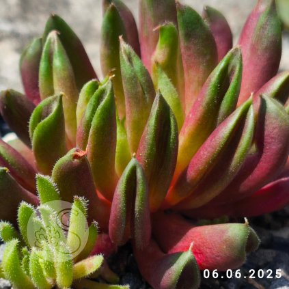 Sempervivum 'Hela'