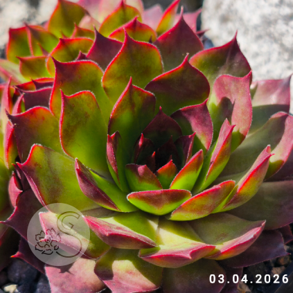 Sempervivum 'Alaric'