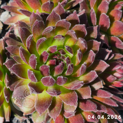 Sempervivum 'Cats Whiskers'
