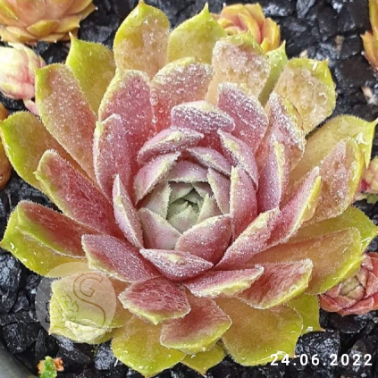 Sempervivum 'Little Pink Rosebud'