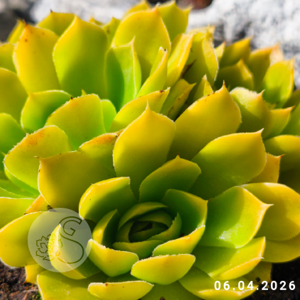 Jovibarba heuffelii 'Cheese Dream'