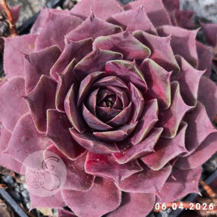 1. Sempervivum 'NN'