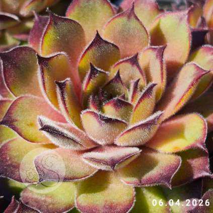 2. Sempervivum 'NN'