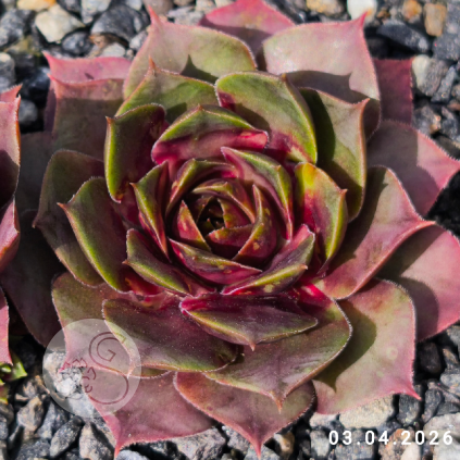 3. Sempervivum 'NN'