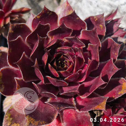 Sempervivum 'Rotfeuerfisch'