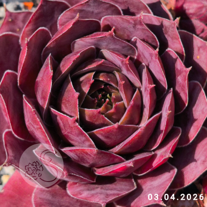 Sempervivum 'Lotus'
