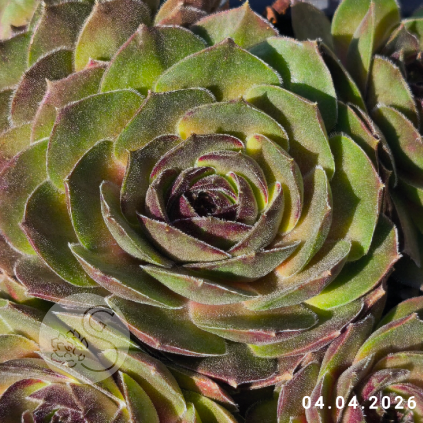 Sempervivum 'Swallow'
