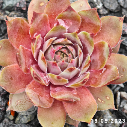 Sempervivum 'Romanze'