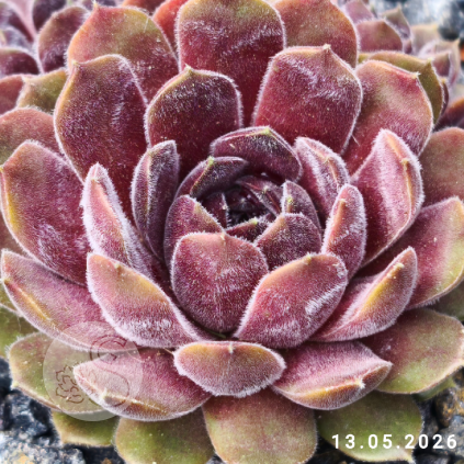 Untitled6 20260518220505
