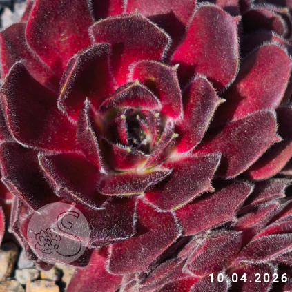 Sempervivum 'Crispyn'