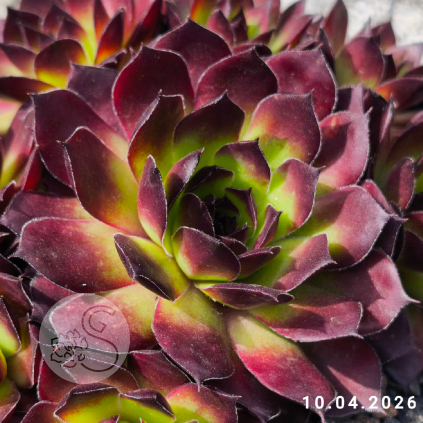 Sempervivum 'Devon Glow'