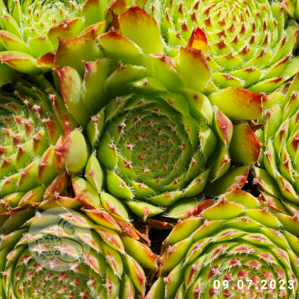 Sempervivum 'Bicolor (III)'