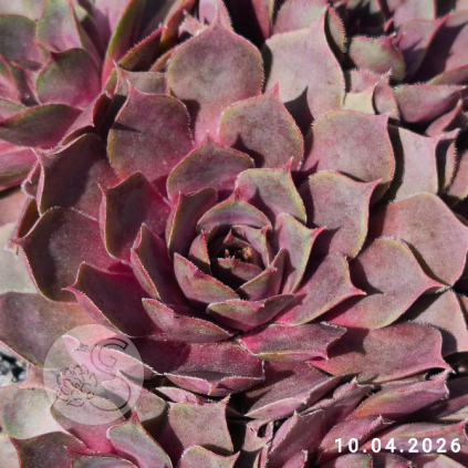Sempervivum 'Blue Boy'