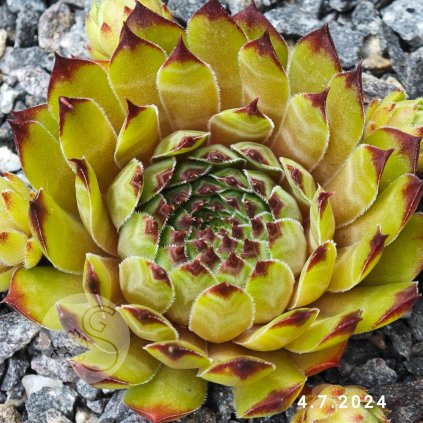 Sempervivum 'Olivine'