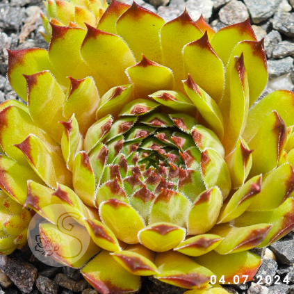 Sempervivum 'Olivine'